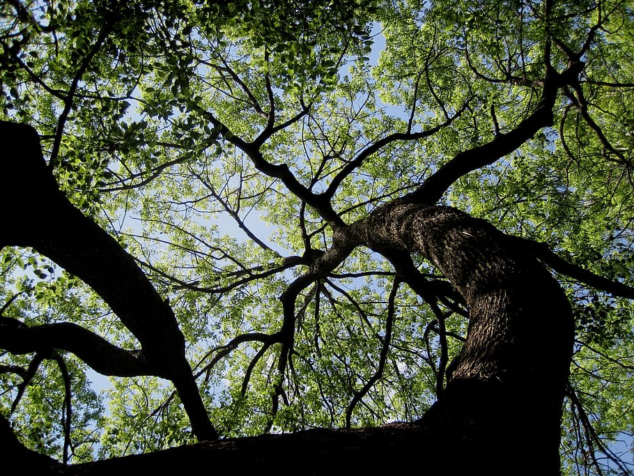 arbre, enorme, alt, fort, densa, ombra, branques gruixudes, vena d'aranya, distribució de branques, escorça, fulles, verd, cel, núvols, planta, branca, creixement, naturalesa, vista d’angle baix, tronc de l'arbre, tronc, cap gent, dia, tranquil·litat, a l'aire lliure, bellesa a la natura, silueta, full, llum solar, bosc, part de la planta, terra, copa de l'arbre, 2K