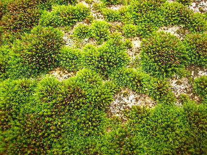 veld-, groen, mos, gras, landschappen, natuur, groene kleur, achtergronden, fabriek, patroon, groei, schoonheid in de natuur, geen mensen, dag, kalmte, hoge hoekmening, land-, buitenshuis, weelderig gebladerte, gebladerte, volledig kader, zonlicht, rustige scène, boom, scenics - natuur, 2K, CC0, publiek domein, royaltyvrij