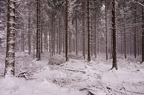 les, sníh, zima, stromy, Příroda, zimní, stromy, jehla, Ochrana přírody, zasněžený, bílý, Studený, strom, přistát, rostlina, kmen stromu, kufr, studená teplota, klid, mimoměstské scény, krása v přírodě, klidné scény, scenics - příroda, nikdo, růst, krajina, borové lesy, borovice, jehličnatého stromu, sněží, 5K, CC0, veřejná doména, bez autorských práv
