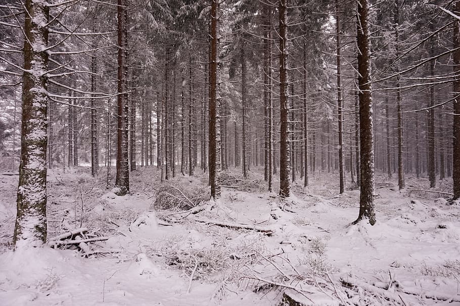 les, sníh, zima, stromy, Příroda, zimní, stromy, jehla, Ochrana přírody, zasněžený, bílý, Studený, strom, přistát, rostlina, kmen stromu, kufr, studená teplota, klid, mimoměstské scény, krása v přírodě, klidné scény, scenics - příroda, nikdo, růst, krajina, borové lesy, borovice, jehličnatého stromu, sněží, 5K