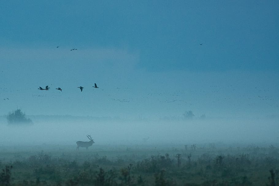 vol d'ocell, ocell, vista d'ulls, bosc, cérvol, ocells, núvol, boira, paisatge, salvatge, edat del bronze, bramat, cérvol vermell, vida salvatge, animal, al matí, temes d'animals, vertebrats, fauna animal, animals a la natura, grup d’animals, cel, naturalesa, volant, cap gent, núvol - cel, silueta, bellesa a la natura, a l'aire lliure, medi ambient, escenics - natura, gran grup d’animals, ramat d’ocells, 4K