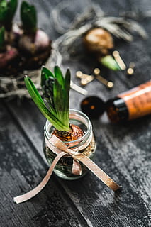 making, little, ornamental, seedling, small, jar, Woman, plant, decoration, ornament, planting, crafting, adornment, alcohol, wood - Material, food, bottle, table, leaf, freshness, close-up, rustic, drink, food and drink, indoors, vegetable, no people, healthy eating, still life, focus on foreground, wellbeing, eating utensil, container, high angle view, selective focus, herb, spice, spoon, 5K
