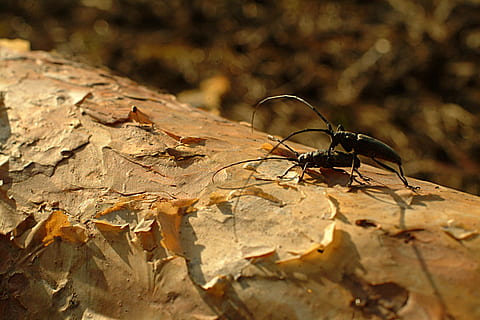 Käfer-Barbe, Kiefer, Insekten, Tierwelt, Tier, Tierthemen, Tiere in freier Wildbahn, Insekt, wirbellos, Natur, ein Tier, Blatt, Pflanzenteil, keine Leute, draußen, Tag, Land, Nahansicht, solide, Rock, Baum, Sonnenlicht, Rock - Objekt, giftig, 2K, CC0, gemeinfrei, lizenzfrei