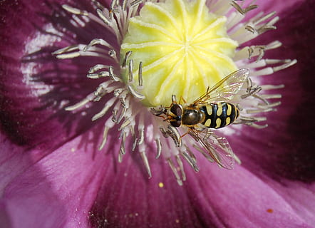 hover fly, insectă, a închide, hoverfly, polen, aripi, floare, natură, macro, plantă, albină, planta cu flori, prospeţime, petală, vulnerabilitate, fragilitate, frumusețe în natură, cap de floare, nevertebrat, inflorescenţă, animale în sălbăticie, animale sălbatice, animal, un animal, nici o persoana, polenizare, Violet, în aer liber, 2K, CC0, domeniu public, fără drepturi de autor
