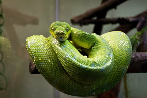 grøn, slange, træ, grøn træ python, makro, tæt, krybdyr, tropisk, eksotisk, oprullet, portræt, dyreliv, natur, dyr, kødædende, python, dyre temaer, hvirveldyr, et dyr, dyr i naturen, grøn farve, dyr kropsdel, afdeling, ingen mennesker, tæt på, Skov, dag, rullet op, plante, udendørs, giftig, regnskov, Zoo, dyr hoved, dyre skala, tropisk regnskov, dyr øje, 1080P, CC0, offentligt domæne, royaltyfrie