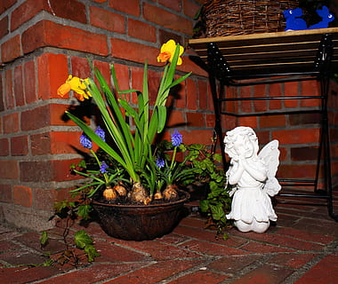 dekoration, Engel, påskeliljer, påske, figur, håber, ornament, sød, smuk, blikfanger, harmoni, arkitektur, bygget struktur, bygning udvendig, blomst, ingen mennesker, udendørs, plante, blomstrende plante, væg, vækst, natur, potteplante, mursten, murbygningsfunktion, foran eller baggård, murstens væg, bygning, Kunst og håndværk, dag, hus, blomsterkrukke, 4K, CC0, offentligt domæne, royaltyfrie