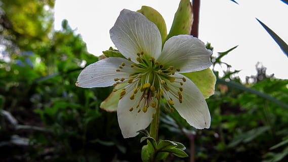 blomst, makro, natur, forår, eng blomst, Hellebore, plante, skønhed i naturen, blomstrende plante, skrøbelighed, vækst, sårbarhed, kronblad, tæt på, friskhed, blomsterstand, blomsterhoved, hvid farve, fokus på forgrunden, pollen, blomstre, ingen mennesker, dag, træ, udendørs, 4K, CC0, offentligt domæne, royaltyfrie