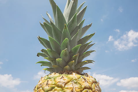 ananas hedelmiä, sininen, pilvinen, taivas, ananas päivän aikana, hedelmä, ananas, kiukkuinen, symmetrinen, loma, auringonpaiste, pilvi, Havaiji, anana, ruoka, ruoka ja juoma, trooppinen hedelmä, terveellinen ruokavalio, tuoreus, hyvinvointi, luonto, vihreä väri, kasvi-osa, puun lehti, ei ihmisiä, päivä, kasvi, pilvi - taivas, trooppinen ilmasto, maatalous, ulkona, kypsä, 5K, CC0, public domain, rojaltivapaa