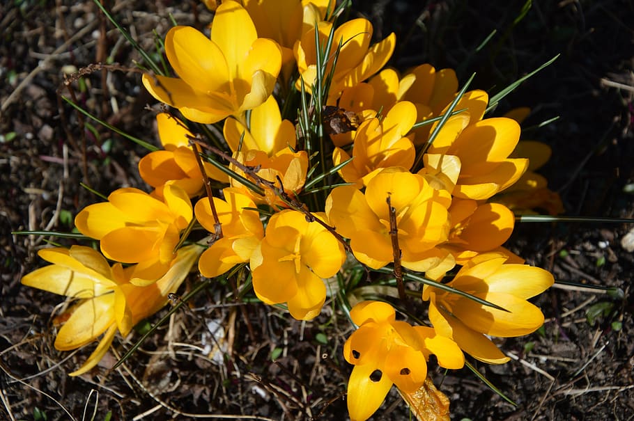 krokus, blomster, gul, forår, blomstrende plante, blomst, plante, sårbarhed, kronblad, skrøbelighed, skønhed i naturen, friskhed, vækst, tæt på, blomsterstand, blomsterhoved, natur, ingen mennesker, dag, Mark, jord, fokus på forgrunden, udendørs, pollen, iris, 5K