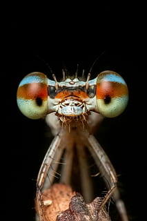 Damselfly, merapatkan, foto, odonata, serangga, makro, alam, margasatwa, capung, satu binatang, melihat kamera, satwa liar hewan, tema binatang, potret, tidak ada orang, latar belakang hitam, hewan, bagian tubuh hewan, invertebrata, mata binatang, mata, binatang di alam liar, sayap binatang, kepala hewan, tembakan studio, close-up yang ekstrim, antena binatang, pembesaran, kecil, laut, mulut binatang, 2K, CC0, domain publik, bebas royalti