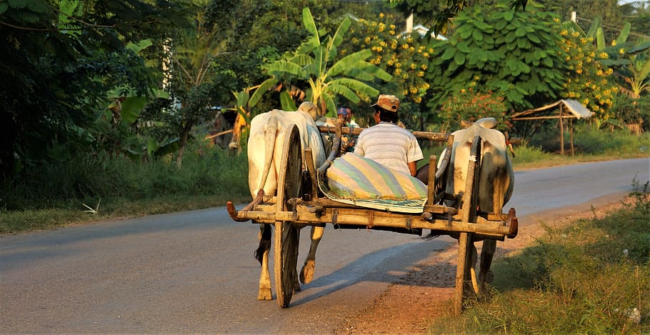 Abend, gehen, Zuhause, Arbeiter, Ochse, Wagen, einfach, Leben, Anhänger, Battambang, Kambodscha, Baum, Pflanze, Sitzung, Natur, Rückansicht, Transport, Straße, Erwachsene, Gruppe von Leuten, Männer, Transportmittel, Tag, Legere Kleidung, Säugetier, Haustiere, Menschen, in voller Länge, Freizeitbeschäftigung, Reise, junger Erwachsener, draußen, Reiten, 5K