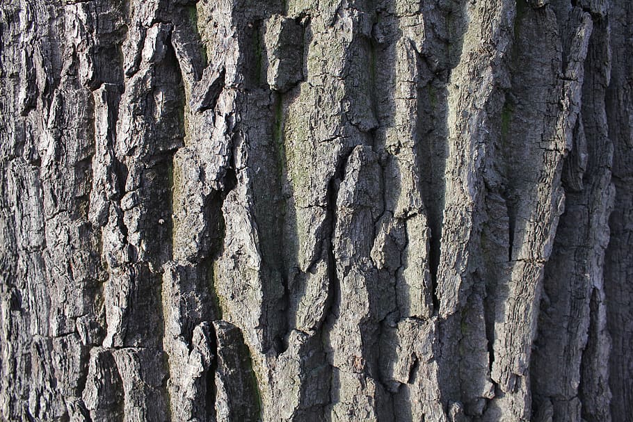 træstamme, bark, struktur, træ, bagagerum, træer, natur, stor tekstur, tekstur af træbark, tekstureret, fuld ramme, ru, baggrunde, plante, ingen mennesker, tæt på, plantebark, dag, mønster, udendørs, vækst, naturligt mønster, skønhed i naturen, forvitret, træ - materiale, tekstureret effekt, 5K