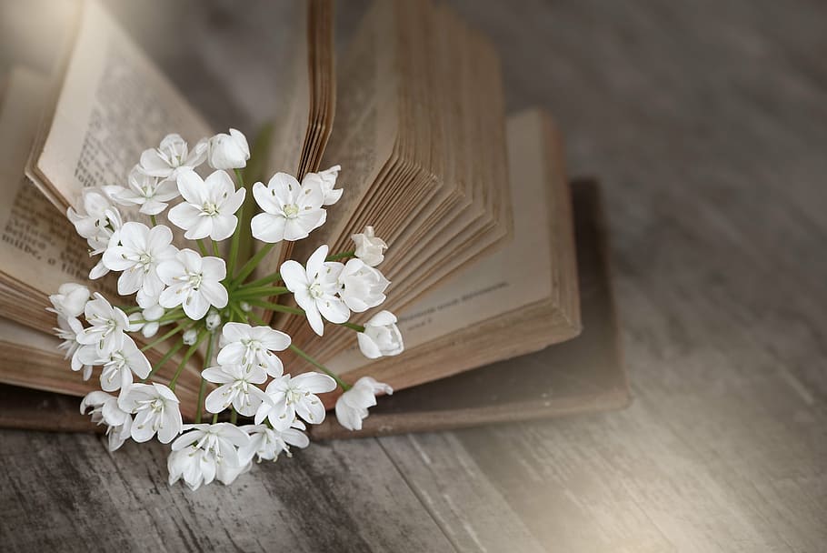 blanc, flor, bíblia, llibre, vell, utilitzat, llibre antic, pàgines de llibres, flors, flor d’allium, natura morta, tancar, bouquet, material de fusta, fons, casament, romanç, naturalesa, planta amb flors, planta, Color blanc, frescor, a l'interior, cap gent, taula, bellesa a la natura, fragilitat, vista d’angle alt, primer pla, vulnerabilitat, arranjament, centrar-se en primer pla, cap de flor, sòls, arranjament floral, flor de cirerer, 1080P