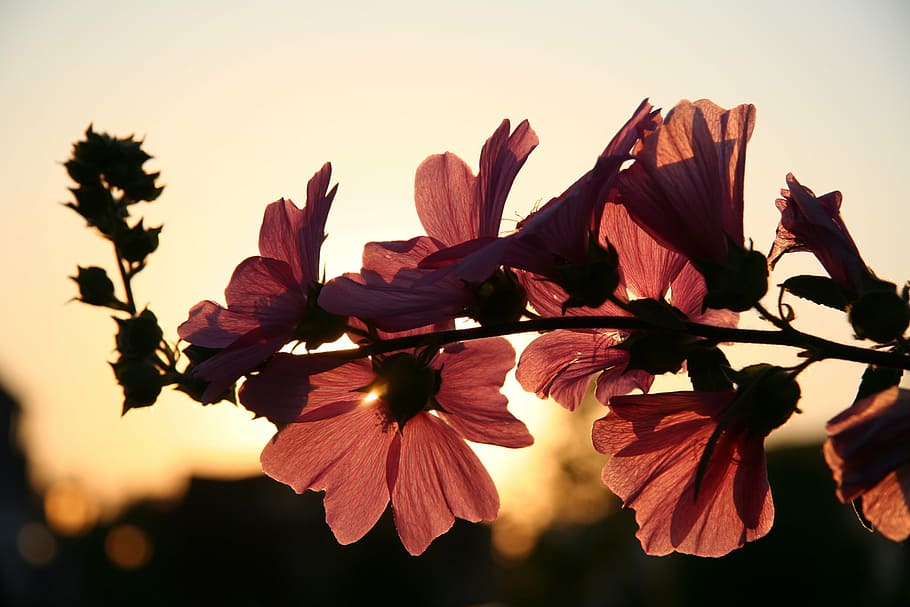 lyserøde blomstrede blomster, blomst, sol, forår, natur, blad, efterår, udendørs, sæson, plante, træ, tæt på, blomstrende plante, skønhed i naturen, kronblad, friskhed, sårbarhed, skrøbelighed, vækst, blomsterhoved, blomsterstand, himmel, solnedgang, fokus på forgrunden, ingen mennesker, sollys, pollen, blødhed, 1080P
