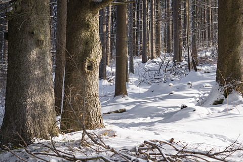 neu, naturalesa, troncs, bosc, branques, medi ambient, zing, gelada, congelat, nevat, arbres, hivern, boscos, temperatura de fred, arbre, planta, terra, tronc de l'arbre, tronc, tranquil·litat, cobertura, escena tranquil·la, dia, bellesa a la natura, cap gent, camp, escena no urbana, Color blanc, a l'aire lliure, 4K, CC0, domini públic, lliure de regalies