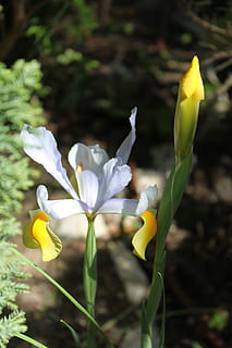 fiore, iris, macro, giardino, giallo, natura, testa di fiore, all'aperto, giorno, pianta fiorita, vulnerabilità, fragilità, pianta, bellezza nella natura, petalo, freschezza, crescita, infiorescenza, avvicinamento, nessuno, concentrarsi sulle conoscenze acquisite, terra, iris - pianta, croco, 4K, CC0, dominio pubblico, privo di copyright