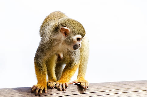 Marrone, scimmia, legna, amazon, scoiattolo, foresta pluviale, albero, grugno, America, museruola, naturale, mammifero, verde, minuscolo, espressione, centrale, giallo, vita, Sud, nuovo mondo, orecchie, al di fuori, occhiata, avvicinamento, human-like, occhi, carina, foresta, sciureus, Guarda, viso, primate, un animale, fauna selvatica, animali allo stato selvatico, vertebrato, seduta, nessuno, legno - materiale, giovane animale, analizzare, cercare, guardare, lunghezza intera, sfondo bianco, girato in studio, babbuino, 1080P, CC0, dominio pubblico, privo di copyright