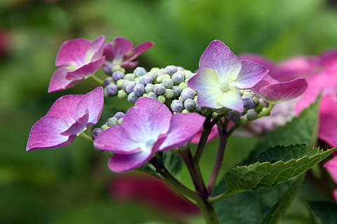 natura, impressione, ortensia, fiore, pianta, avvicinamento, colore verde, primavera, foglia, viola, bellezza nella natura, macro, fiorire, all'aperto, immagine a colori, estate, freschezza, petalo, crescita, nessuno, pianta fiorita, parte vegetale, vulnerabilità, fragilità, concentrarsi sulle conoscenze acquisite, infiorescenza, germoglio, testa di fiore, giorno, lilla, un mazzo di fiori, 4K, CC0, dominio pubblico, privo di copyright
