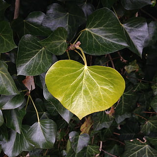 iederă, foaie, verde, structura, natură, frunze, plantă, parte a plantelor, Culoarea verde, creştere, a închide, frumusețe în natură, nici o persoana, prospeţime, în aer liber, zi, vedere în unghi mare, vena frunzelor, să se concentreze asupra primelor elemente, vulnerabilitate, fragilitate, liniște, fruct, 1080P, CC0, domeniu public, fără drepturi de autor