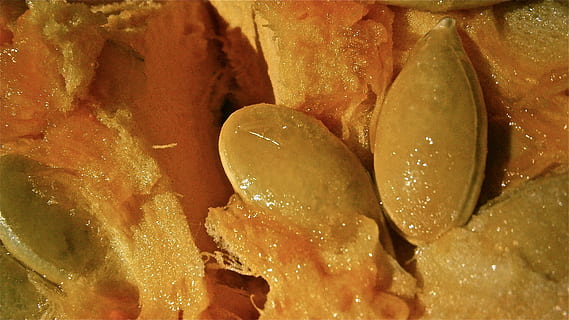 pumpkin, fruit, seed, vegetable, nature, food and drink, food, freshness, full frame, backgrounds, close-up, still life, wellbeing, indoors, no people, healthy eating, slice, market, brown, for sale, group, raw food, retail, large group of objects, snack, temptation, 4K, CC0, public domain, royalty free