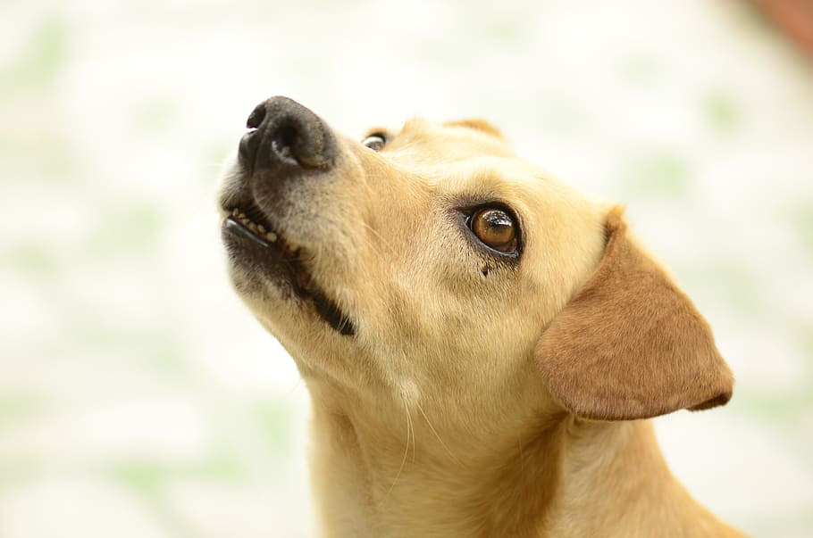 selectiu, focalitzar la fotografia, groc, cadell de labrador retriever, gos, curiós, mira, musell, paio, ulls de gossos, un animal, mamífer, part del cos dels animals, animals domèstics, primer pla, mascotes, cap gent, centrar-se en primer pla, nacional, caní, mirant, fauna animal, buscant, marró, mirant cap a fora, vista del perfil, nas animal, bigotis, ull d’animals, 4K