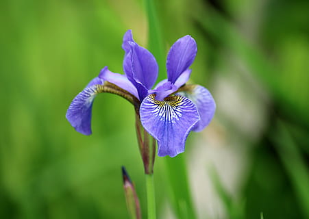 selektiv, fokusbild, lila, irisblomma, iris, blomma, trädgård, vår, violett, växt, natur, flora, lila blomma, delikatessen, vid domstolen av, blommande växt, bräcklighet, sårbarhet, kronblad, friskhet, skönhet i naturen, tillväxt, blomhuvud, närbild, blomställning, fokusera på förgrunden, iris - växt, inget folk, grön färg, dag, pollen, 4K, CC0, offentligt domän, royaltyfria