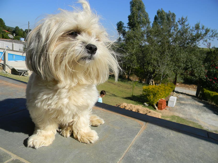 gos, posant, model, caní, un animal, mascotes, nacional, mamífer, animals domèstics, planta, dia, terrier blanc de l’altura oest, llum solar, cap gent, arbre, naturalesa, assegut, Color blanc, pèl d’animals, petit, 4K