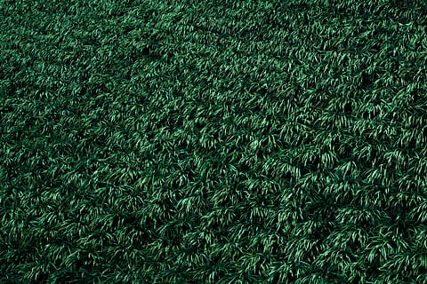 green leaves, green, leafed, plant field, green plants, leaf, grass, backgrounds, pattern, green Color, textured, carpet - Decor, nature, close-up, abstract, full frame, no people, plant, field, growth, turf, lawn, agriculture, day, land, outdoors, high angle view, environment, 5K, CC0, public domain, royalty free