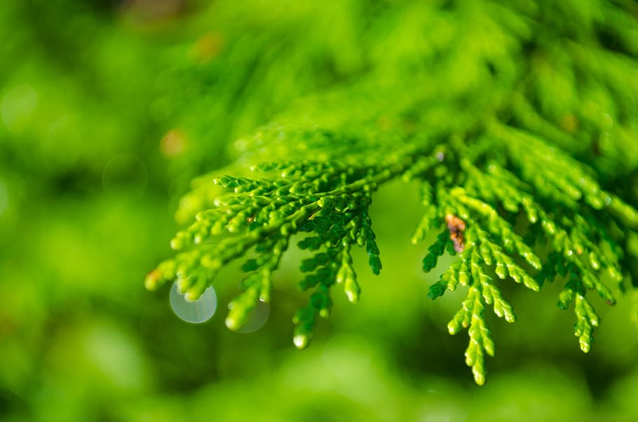 selektiv, Foto fokussieren, Grün, blätterte, Pflanze, Hintergrund, Ast, Nadelholz, Tau, fallen, Tröpfchen, immergrün, Tanne, Tannenbaum, Wald, frisch, Pelz, Geschenk, Makro, natürlich, Natur, Nadel, Neu, Kiefer, Pinus, rein, Regen, Regentropfen, Jahreszeit, saisonal, sibirisch, Fichte, Sommer-, grüne Farbe, Wachstum, Schönheit in der Natur, Nahansicht, selektiver Fokus, keine Leute, Tag, Fokus auf den Vordergrund, Pflanzenteil, Baum, Blatt, Tierwelt, draußen, Tiere in freier Wildbahn, Tier, Lebensmittel, Tierthemen, Frische, Nadelbaum, 1080P