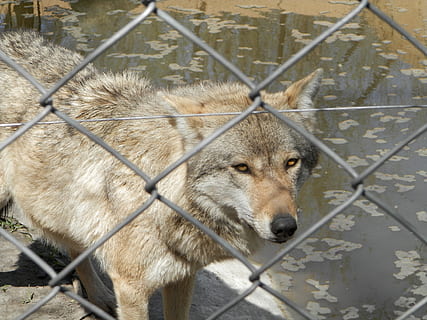 Lobo cinza, jardim zoológico, Lobo, fechadas, grade, animal, temas animais, um animal, mamífero, cerca, barreira, animais selvagens, fronteira, retrato, ninguém, cerca de arame farpado, animais em cativeiro, vertebrado, segurança, dia, protecção, metal, animais em estado selvagem, fechar-se, olhando para a câmera, ao ar livre, cabeça de animal, 2K, CC0, domínio público, royalty free