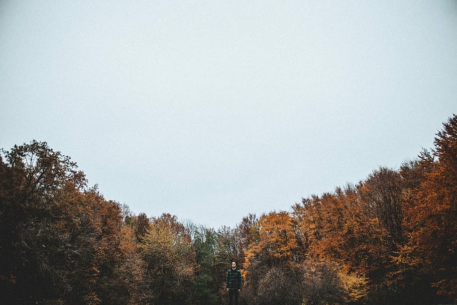 fotografering, mand, iført, sort, boblejakke, høj, træer, overskyet, himmel, boble, jakke, træ, natur, efterår, Skov, landskab, scenics, udendørs, blad, sæson, ingen mennesker, farvebillede, skønhed i naturen, dag, plante, ro, skyfri himmel, vækst, kopiere plads, rolig scene, scenics - natur, ikke-urbane scene, idyllisk, lave om, jord, 5K
