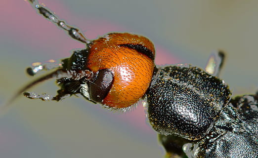 macrofoto, zwart, oranje, vals, bombardier kever, insecten, kevers, Nero, hoofd, rossa, insect, natuur, dier, kever, detailopname, macro, dieren in het wild, dierlijke thema's, dierenleven, ongewerveld, één dier, extreem dichtbij, focus op de voorgrond, vergroting, geen mensen, dierlijke lichaamsdeel, dierlijke antenne, klein, zoölogie, buitenshuis, dierlijk oog, dierenkop, 1080P, CC0, publiek domein, royaltyvrij