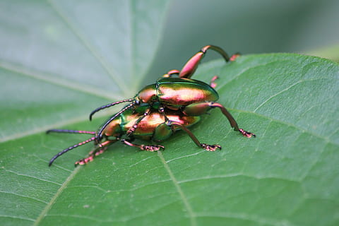 ladybugs, แมลง, แมโคร, ส่วนของพืช, ใบไม้, สีเขียว, สัตว์ที่ไม่มีกระดูกสันหลัง, ใกล้ชิด, ธีมสัตว์, สัตว์, สัตว์ป่า, สัตว์ในป่า, สัตว์หนึ่งตัว, ธรรมชาติ, ไม่มีคน, ปลูก, มด, วัน, เลือกโฟกัส, กลางแจ้ง, arthropod, ส่วนของร่างกายสัตว์, 4K, CC0, โดเมนสาธารณะ, ค่าลิขสิทธิ์ฟรี