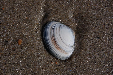 shell, strand, strand, sand, muslingeskal, skal, strand, sand, hav, dyreskal, sommer, natur, ferier, kystlinje, ingen mennesker, et dyr, dag, udendørs, dyr i naturen, dyre temaer, jord, høj vinkel visning, tæt på, gade, tekstureret, solid, dyr, klippe, ru, by, form, rock-objekt, beton, 720P, CC0, offentligt domæne, royaltyfrie