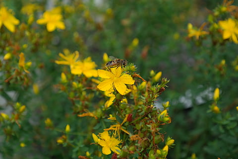 urt, blomst, blomstre, flor, gul, hypericum perforatum, rigtig st john's wort, fælles st john's wort, havde St John's Wort, Spotted St. John's Wort, plettet sort, perikon-familien, sort familie, herre gudblod, lægeplante, Hoverfly, Syrphidae, stående flyve, schwirrfliege, bestøvning, st john's wort, natur, udendørs, plante, grøn farve, blad, sommer, sæson, skønhed i naturen, insekt, bi, vækst, blomstrende plante, dyre temaer, dyr, et dyr, dyreliv, hvirvelløse, dyr i naturen, skrøbelighed, sårbarhed, friskhed, kronblad, blomsterhoved, ingen mennesker, pollen, sommerfugl - insekt, 5K, CC0, offentligt domæne, royaltyfrie