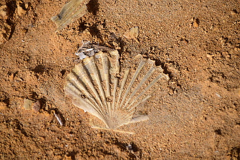 kulit, jejak, membatu, dekat, cetakan shell, pantai, batu, alam, laut, bank, kerang, Italia, pasir, fosil, punah, tidak ada orang, kuno, satwa liar hewan, hewan, tanah, tema binatang, kotoran, tampilan sudut tinggi, binatang di alam liar, satu binatang, merapatkan, hari, coklat, di luar rumah, bertekstur, lumpur, sinar matahari, pola, bertulang belakang, iklim kering, 5K, CC0, domain publik, bebas royalti