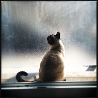 orange, tabby, kat, sidder, glas vindue, vindue, lys, kæledyr, feline, dyr, siameser, forseglingspunkt, fløde, Brun, dyre temaer, pattedyr, et dyr, glas - materiale, gennemsigtig, automatisk postproduktionsfilter, overfør print, ingen mennesker, hvirveldyr, indenlandske, indenlandske kat, dag, husdyr, dyreliv, udendørs, glas, 1080P, CC0, offentligt domæne, royaltyfrie