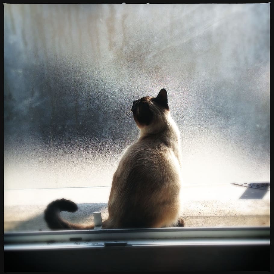 orange, tabby, kat, sidder, glas vindue, vindue, lys, kæledyr, feline, dyr, siameser, forseglingspunkt, fløde, Brun, dyre temaer, pattedyr, et dyr, glas - materiale, gennemsigtig, automatisk postproduktionsfilter, overfør print, ingen mennesker, hvirveldyr, indenlandske, indenlandske kat, dag, husdyr, dyreliv, udendørs, glas, 1080P