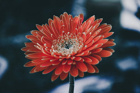 merah, bunga-bunga, dangkal, fotografi fokus, fotografi jarak dekat, bunga gerbera daisy, bunga, Jeruk, berkembang, batang, wallpaper, tanaman berbunga, kerapuhan, menanam, kerentanan, kesegaran, daun bunga, keindahan di alam, merapatkan, kepala bunga, hal berkembang, pertumbuhan, alam, tidak ada orang, fokus pada latar depan, di luar rumah, bunga aster, warna oranye, serbuk sari, 4K, CC0, domain publik, bebas royalti