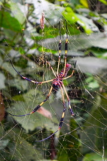 ragno, natura, tela, foresta pluviale, ragnatela, fragilità, avvicinamento, temi animali, aracnide, animale, vulnerabilità, concentrarsi sulle conoscenze acquisite, animali allo stato selvatico, fauna selvatica, invertebrato, complessità, un animale, artropodo, nessuno, giorno, bellezza nella natura, web, all'aperto, gamba animale, 2K, CC0, dominio pubblico, privo di copyright