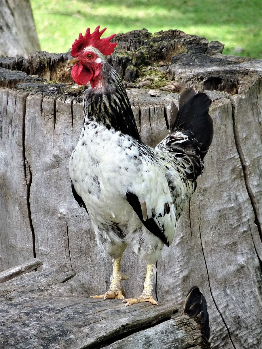 Hähnchen, Bauernhof, Hühner, Geflügel, Landwirtschaft, Tierfotografie, gockel, Tierthemen, Tier, Vogel, Wirbeltier, Vieh, Haustiere, Hühnchen - Vogel, ein Tier, Säugetier, inländisch, keine Leute, Tag, männliches Tier, Natur, Hahn, Holz - Material, draußen, Kofferraum, 2K