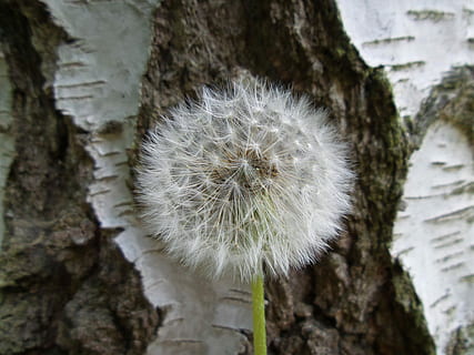 dandelion, flower, background, spring, summer, nature, dandelions, faded dandelion, macro, fluff, plants, faded, plant, light, close-up, fragility, focus on foreground, freshness, vulnerability, beauty in nature, day, flowering plant, no people, white color, growth, tree trunk, trunk, outdoors, tree, selective focus, flower head, softness, dandelion seed, 4K, CC0, public domain, royalty free