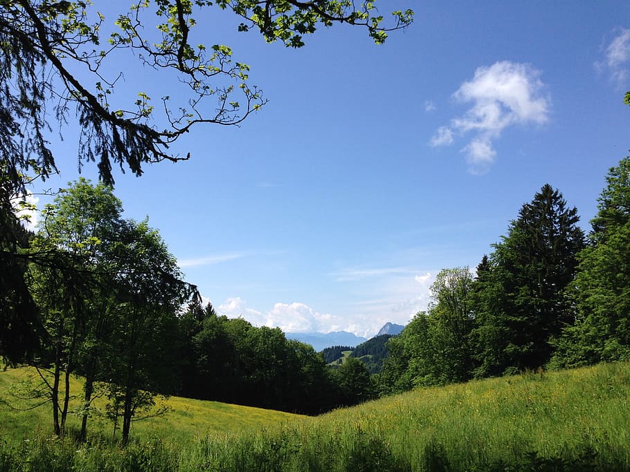 paesaggio, natura, idilliaco, primavera, all'aperto, flora, fiore, fioritura, fiorire, immagine di sfondo, sbocciato, colorato, scena agricola, montagne, escursioni a piedi, luminosa, Blütenmeer, mare di fiori, farbenpracht, prato, frühlingsanfang, colori luminosi, febbre di primavera, nuvola bianca, dolce, fantastico, bellissimo, albero, cielo, foresta, Paesaggi, nuvola - cielo, pianta, bellezza nella natura, la tranquillità, crescita, scena tranquilla, scenics - natura, colore verde, terra, ambiente, scena non urbana, giorno, campo, nessuno, luce del sole, 2K
