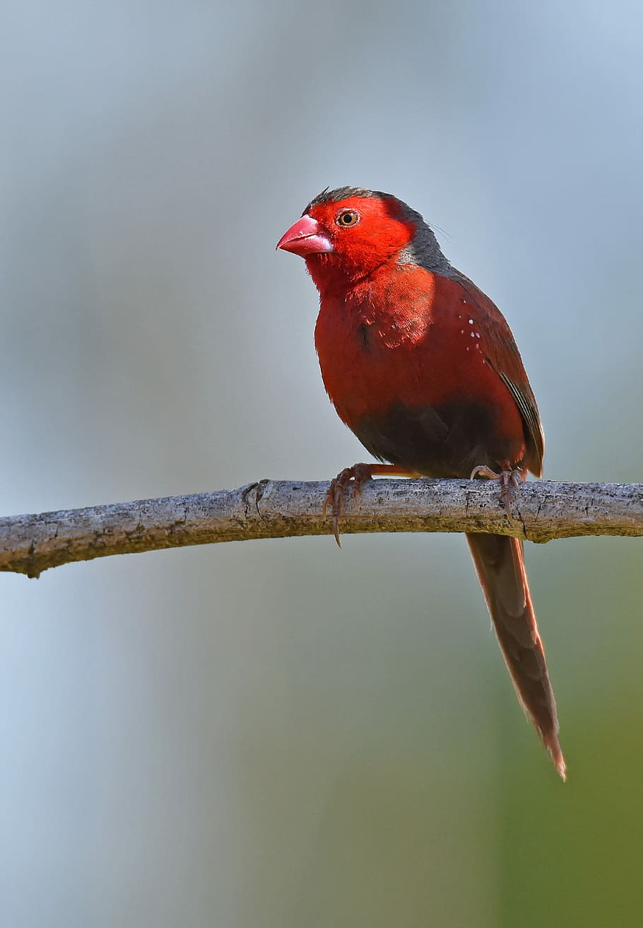 poc profund, focalitzar la fotografia, vermell, cardenal, ocell, branca d'un arbre, plomes, branca, pal, david clode, temes d'animals, vertebrats, animal, posat, un animal, fauna animal, cap gent, animals a la natura, dia, cardenal - ocell, arbre, naturalesa, centrar-se en primer pla, longitud completa, a l'aire lliure, animal masculí, planta, 2K