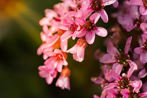 Ondiep, focus fotografie, roze, bloemen, selectief, focus foto, cluster bloemen, bloem, macrofoto, natuur, lente, fabriek, detailopname, tak, roze kleur, bloesem, boom, macro, bloemblad, schoonheid in de natuur, seizoen, bloemhoofd, buitenshuis, versheid, blad, zomer, breekbaarheid, groei, bloeiende plant, kwetsbaarheid, bloeiwijze, focus op de voorgrond, geen mensen, stuifmeel, plantkunde, Bos bloemen, Purper, kersenboom, 5K, CC0, publiek domein, royaltyvrij
