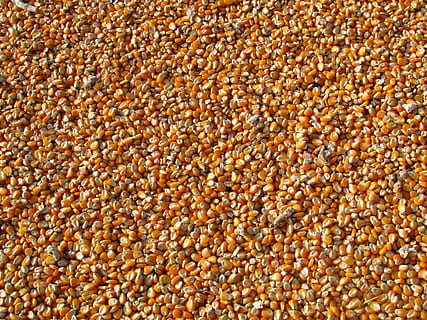 yellow corns, maize, corn, indian corn, vegetables, seeds, food, yellow, crop, harvest, seed, backgrounds, agriculture, nature, close-up, organic, vegetable, full frame, abundance, large group of objects, food and drink, healthy eating, no people, wellbeing, freshness, high angle view, bean, legume family, outdoors, day, textured, sweetcorn, 2K, CC0, public domain, royalty free