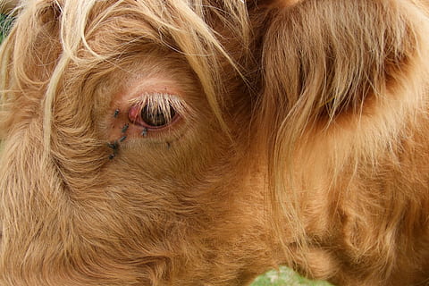 kjøttfe, Highland, øye, fly, storfekjøtt, kveg, highland beef, beitemark, jordbruk, husdyr, ett dyr, dyre temaer, blondt hår, kjæledyr, nærbilde, hår, pattedyr, dyr, innenlands, dyrehår, brun, hund, canine, portrett, ingen folk, virveldyr, dyr kroppsdel, dag, frisyre, dyr hode, dyr øye, omsorg, 4K, CC0, offentlig domene, opphavsrett gratis