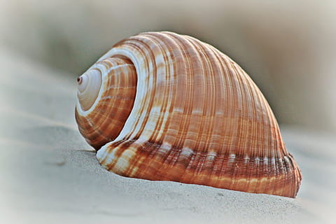 brown, shell, macro shot photography, beach, close-up, sand, seashell, seashore, animal wildlife, animal, animal themes, one animal, no people, animal shell, animals in the wild, nature, single object, invertebrate, pattern, natural pattern, outdoors, day, land, beauty in nature, textured, selective focus, marine, 4K, CC0, public domain, royalty free