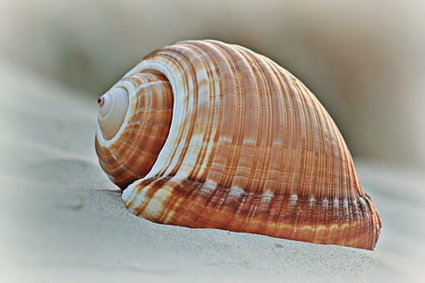 brown, white, seashell, shell, beach, snail shell, maritime, meeresbewohner, close, decorative, sea animals, spiral, housing, snail, animal world, coast, travel, nature, holiday, sand beach, close up, north sea, sand, fauna, creature, water creature, sea, animal Shell, animal, summer, close-up, animal wildlife, animal themes, no people, one animal, animals in the wild, invertebrate, pattern, single object, natural pattern, land, outdoors, day, beauty in nature, selective focus, textured, marine, 4K, CC0, public domain, royalty free