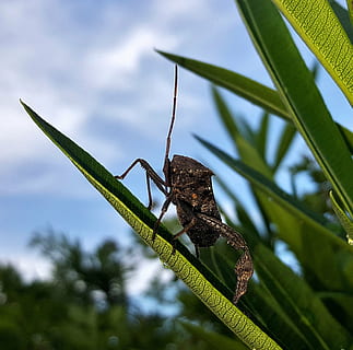 gândac, frunze de foi, insectă, insectă zburatoare, insectă înțepată, insectoidă, creatură, animal, natură, a închide, frunze, bate palma, biologie, entomologie, artropod, acanthocephala femorata, un animal, animale sălbatice, animale tematice, animale în sălbăticie, plantă, animale vertebrate, vedere unghiulară joasă, să se concentreze asupra primelor elemente, nici o persoana, copac, zi, Culoarea verde, cer, parte a plantelor, creştere, târâtoare, nor - cer, în aer liber, 1080P, CC0, domeniu public, fără drepturi de autor